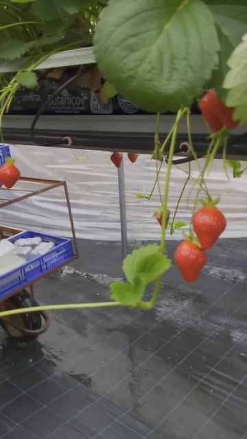 #picking#strawberries#work #сбор#клубники#англия#ферма