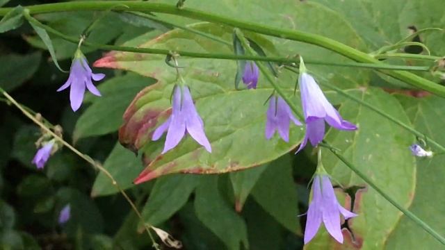 Campanule 'Campanula' Le Bleu Lui Va Si Bien