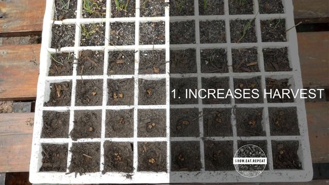 3 Ways to Increase Beetroot Seed Germination Rates