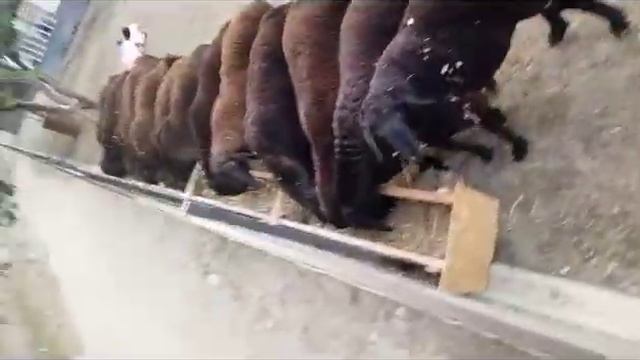 кушкорои Сулаймони вистани