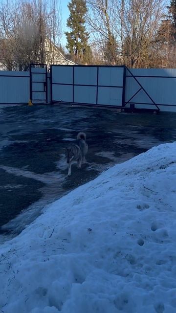 Охрана на месте #ЗСЛ 🐕