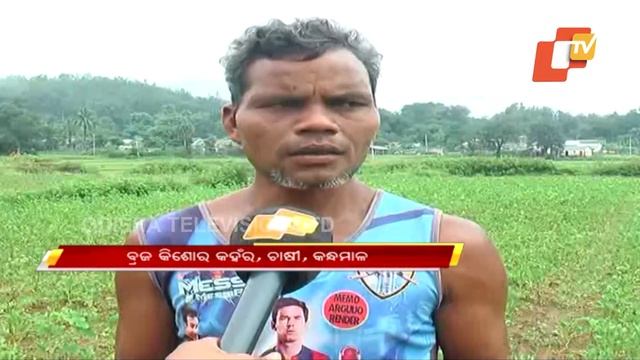 Deficit Rainfall Destroys Acres Of Potato Crops In Kandhamal
