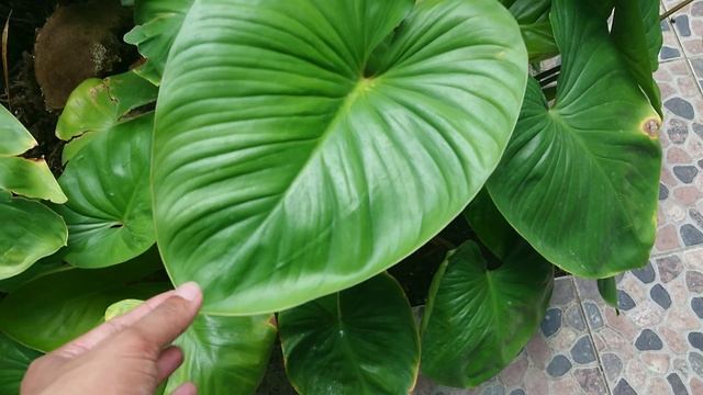 Taman Ini Jadi Sarangnya Philodendron Epipremnum Aureum Jumbo, Homalomena Rubescens dan Caladium