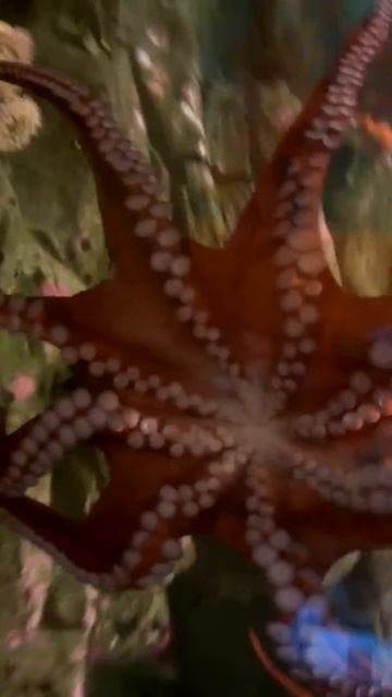 Triton the Giant Octopus @ The Seattle Aquarium.