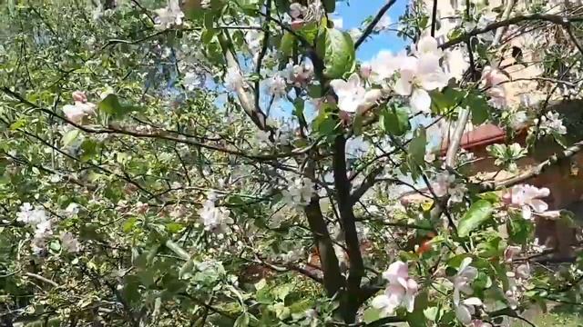 Картина. На озері. Квітуча Україна