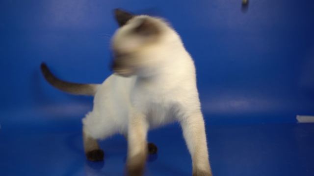 Тайский котик Edward сил-пойнт, 4,5 месяца.