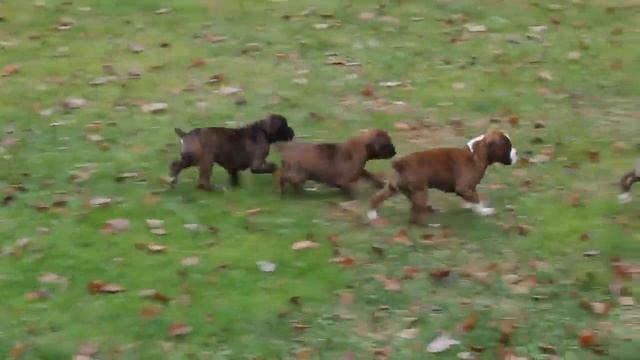 Boxer Puppies For Sale