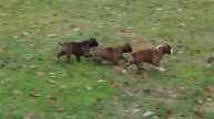 Boxer Puppies For Sale