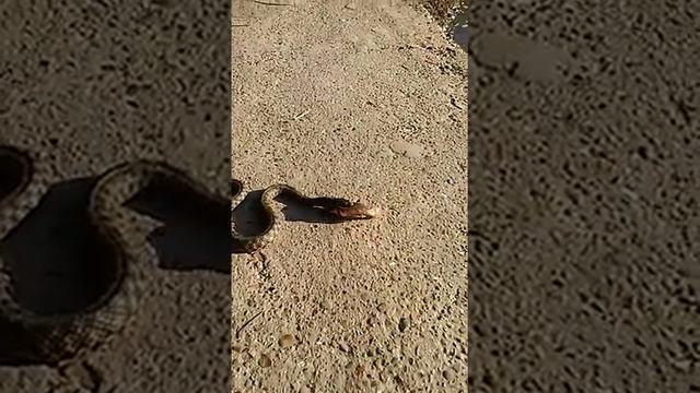 https://youtu.be/8deSt92POcw?t=1143    Ужи обнаглели, вылазят прямо под ноги и ничего не бояться