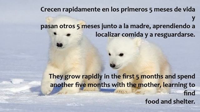 oso polar polar bear