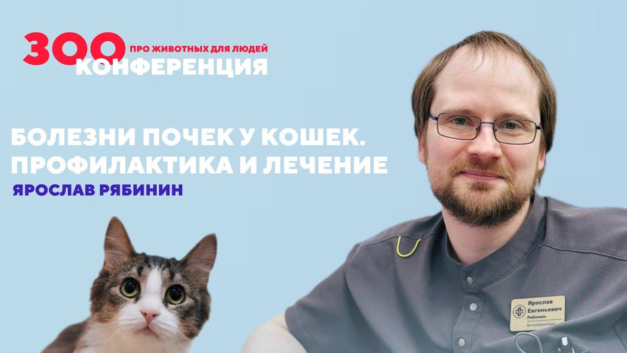 Болезни почек у кошек | Ярослав Рябинин | ЗООКОНФЕРЕНЦИЯ