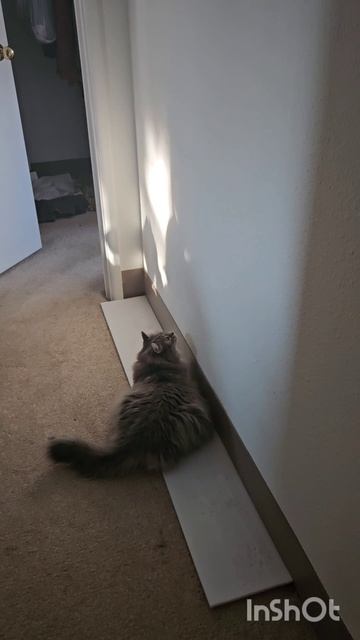 Охота на солнечных зайчиков😸☀️