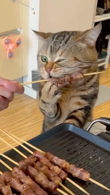 Кот жрёт шашлык)))