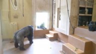 Male Gorilla Takes Away The Plaything From His Sister | The Shabani's Group