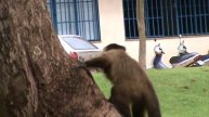 Macaco prego Dourados