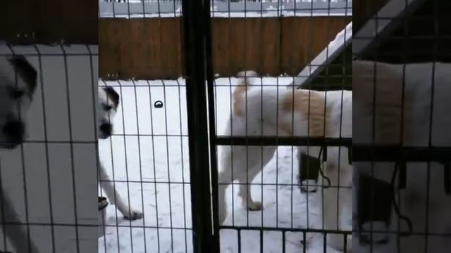 Кто-кто в теремочке живет? К вопросу о будках...