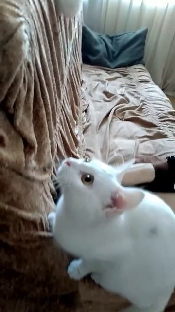 Кошка ведет себя странно