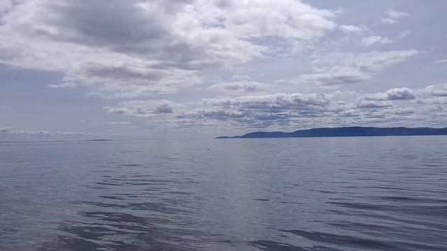 Beluga Whales Tadoussac