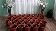 Crini mei de ghiveci Amaryllis!