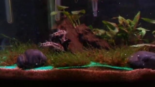 Corydoras Habrosus Spawn