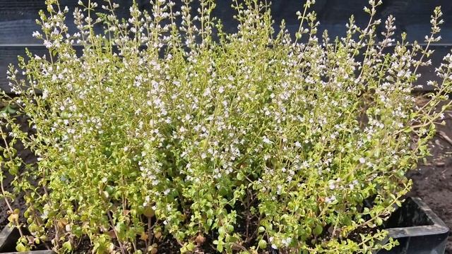 Kleine bergsteentijm - Calamintha nepeta