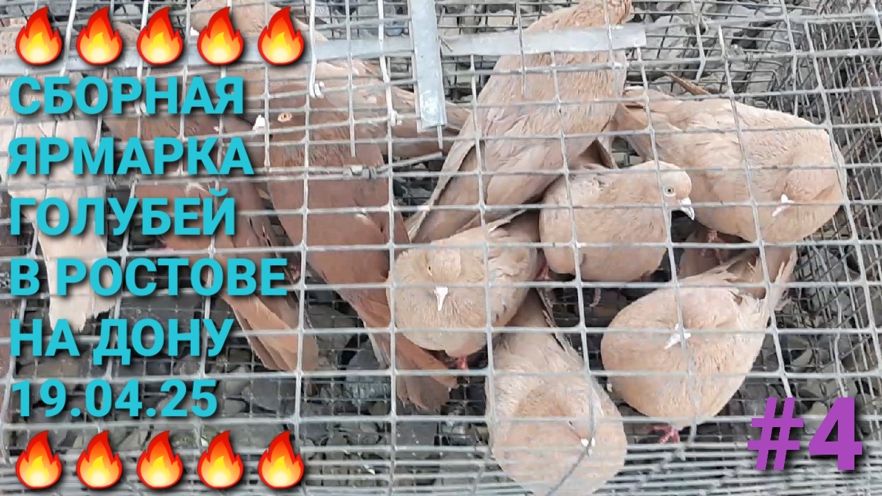 🔥🔥🔥 Сборная ярмарка голубей в Ростове на Дону. Часть 4. Птичий рынок 19.04.25. Pigeons Fair.