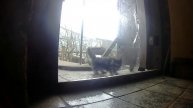 Невидимая стена для кота
