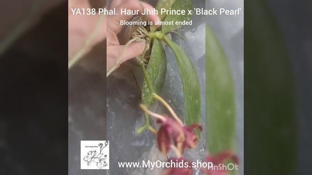 Phal. Haur Jhih Prince x (Yaphon Sir - KS Happy Eagle) 'Black Pearl'