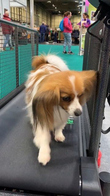 Crufts 2023