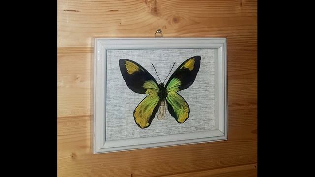 Ornithoptera victoriae victoriae в рамке