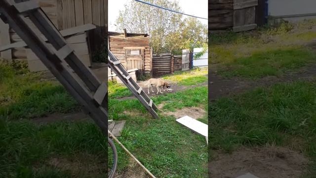 Собакен-Шредор))