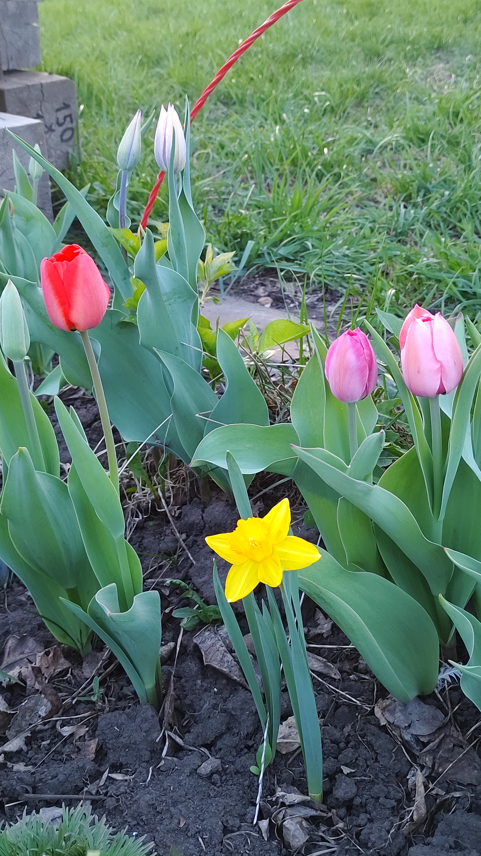 весенние зарисовки 🌱🌷🌸