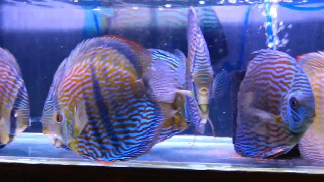Santarem Discus High Quality in Chens Discus , Uk