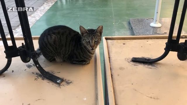 Нетания перед третьим закрытием на карантин | #Zebra в городе