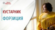 Кустарник форзиция. Лекарственные свойства | Арина Никитина