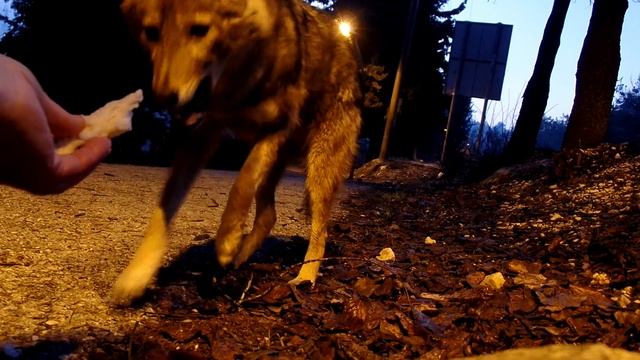 Природа и жизнь.Мой новый друг-волк Малыш