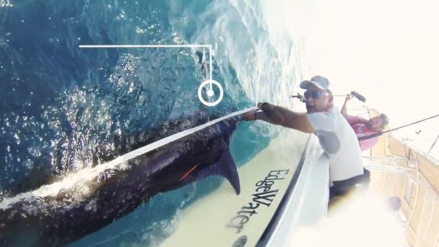 Atlantic Billfish and Swordfish: Best Fishing Practices