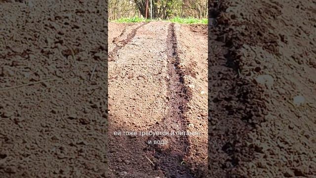 СОСЕДИ УБИЙЦЫ ДЛЯ СВЕКЛЫ
