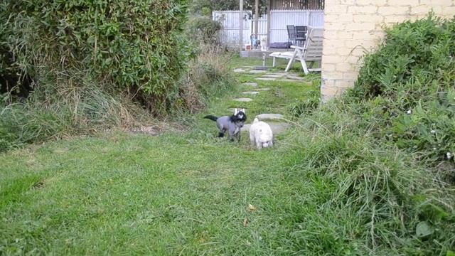 Chinese Crested hairless and powderpuff