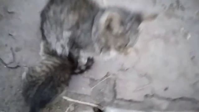 СМЕШНОЕ ВИДИО, ВОТ ТАК КОТЯТА.