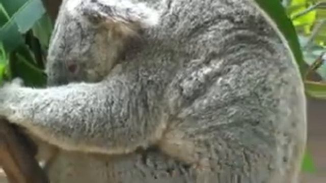 My first day off after 20 days! Koala et Tralala