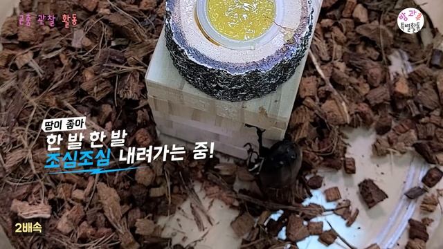 높은 곳에 있으면 날까요? (장수풍뎅이, 넓적사슴벌레 실험) Allomyrina dichotoma, rhinoceros beetle