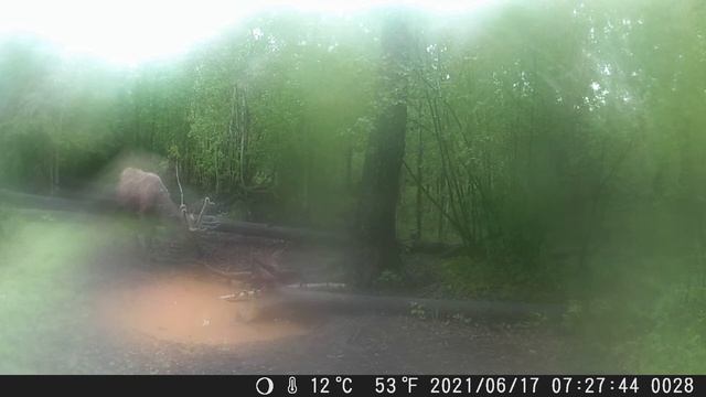 Панты на солонцах после дождя
