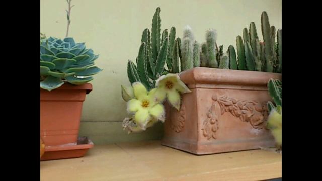 Stapelia Desmetiana Serena Timelapse