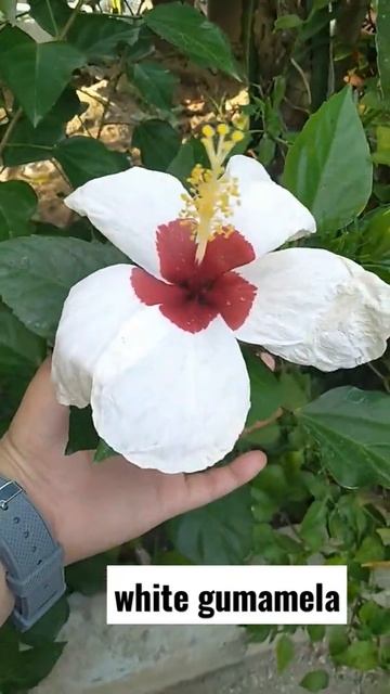 white gumamela wow #shorts #teacherNissaBelle