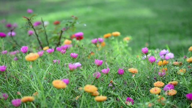 EP 108 #portulaca #แพรเซี่ยงไฮ้ กำลังสวย ถ่ายภาพมาให้ชมเพลินๆ ค่ะ