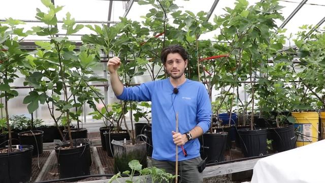 Do This NOW to Your Fig Trees for More & Better Tasting Figs
