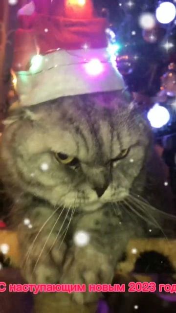С годом кота и кролика! #shorts #новыйгод #newyear2023 #поздравление #кот #cat #catvideos