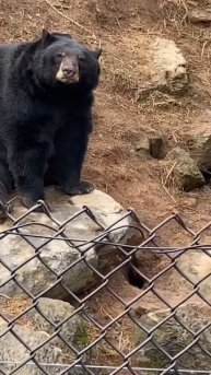 Which bear is the biggest? Black bear, brown bear or polar bear? #shorts #animals