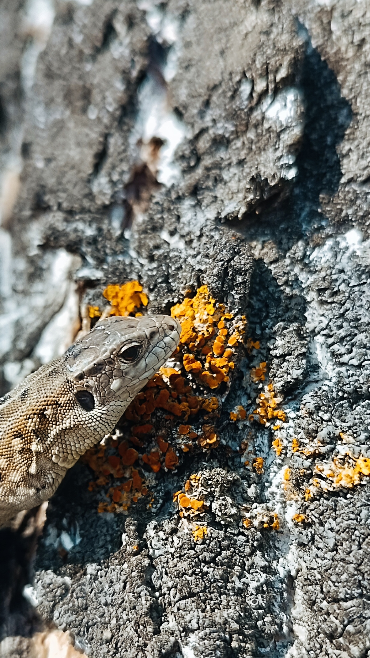 Гуляю с ящерицами 🦎